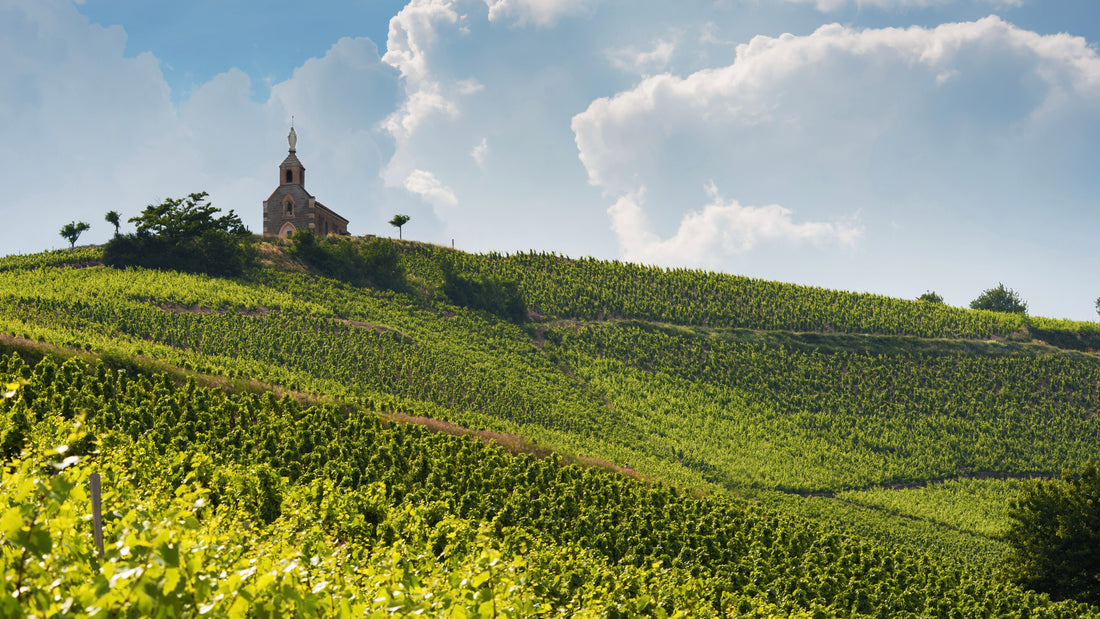 Shop Notes No. 2 A Love Letter to Beaujolais