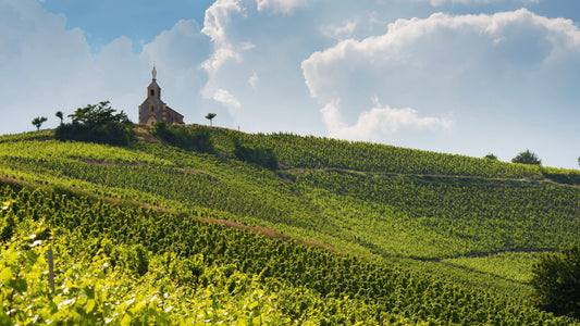 Shop Notes No. 2 A Love Letter to Beaujolais