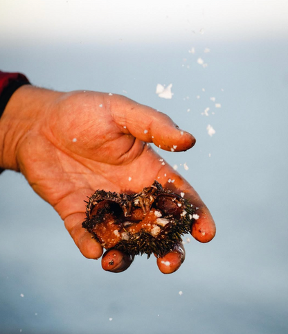 Sel Umami - Umami Salt